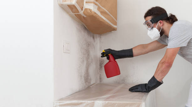 Professional Mold Inspection technician working in Drake, CO